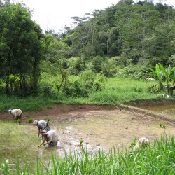 2005