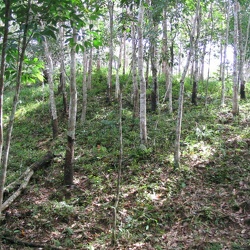 2006