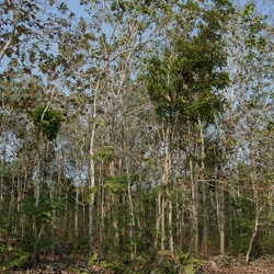 2007